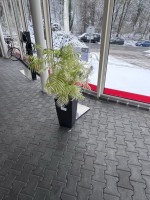 5589.23 => 2 Pflanzengef&auml;&szlig;e