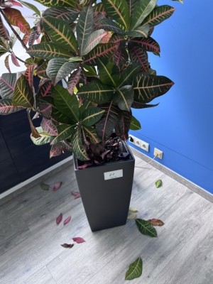 Bild 5589.82 => 1 Pflanzengefäß